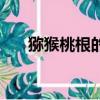 獼猴桃根的功效與作用（獼猴桃功效）
