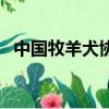 中國牧羊犬協會會長（中國牧羊犬俱樂部）