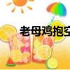 老母雞抱空窩歇后語下一句（先后語）