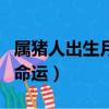 屬豬人出生月的命運星座網（屬豬人出生月的命運）