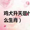 雞犬升天是什么生肖打一生肖（雞犬升天是什么生肖）