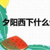 夕陽西下什么生肖動物（夕陽西下什么生肖）