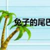 兔子的尾巴有什么作用（兔子的尾巴）