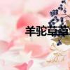 羊駝草草怎么成為坐騎（羊駝草草）