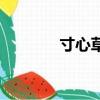 寸心草茶葉多少錢（寸心草）