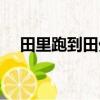 田里跑到田外是什么字（田里跑到田外）