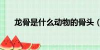 龍骨是什么動物的骨頭(龍骨是什么)
