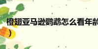 橙翅亞馬遜鸚鵡怎么看年齡(橙翅亞馬遜鸚鵡)