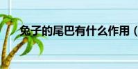 兔子的尾巴有什么作用(兔子的尾巴)