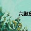 六腳章魚有多大（六腳章魚）