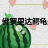 佛羅里達鱷龜是保護動物嗎（佛羅里達鱷龜）