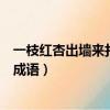 一枝紅杏出墻來打一成語是什么成語（一枝紅杏出墻來打一成語）