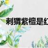 刺猬紫檀是紅木嗎（刺猬紫檀選佰家漢典）