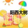 陽西大樹島旅游攻略（陽西大樹島）