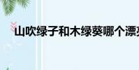 山吹綠子和木綠葵哪個漂亮(山吹綠子)