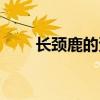 長頸鹿的資料英語（長頸鹿的資料）