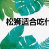 松獅適合吃什么狗糧（松獅吃什么狗糧好）