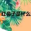 紅鼻子是什么動物圖片（紅鼻子是什么動物）