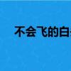不會飛的白頭翁吃什么（白頭翁吃什么）