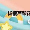 拔根蘆柴花劉榮（拔根蘆柴花 毛阿敏）