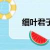 細葉君子蘭怎么養（細葉君子蘭）