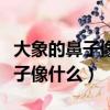 大象的鼻子像什么能把東西卷起來（大象的鼻子像什么）