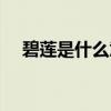 碧蓮是什么意思（不要碧蓮是什么意思）