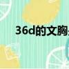 36d的文胸是多大碼數（36d文胸多大）