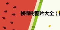 楨楠樹圖片大全(楨楠樹)