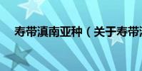 壽帶滇南亞種(關于壽帶滇南亞種簡介)
