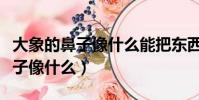 大象的鼻子像什么能把東西卷起來(大象的鼻子像什么)