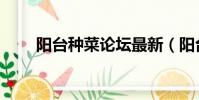 陽臺種菜論壇最新(陽臺種菜論壇)