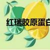 紅瑞膠原蛋白肽的功能（紅瑞膠原蛋白肽）