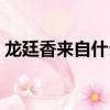 龍廷香來自什么動物（龍延香來自哪種動物）