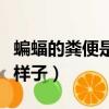 蝙蝠的糞便是什么樣子的（蝙蝠拉的屎是什么樣子）