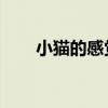 小貓的感覺 在線播放（小貓的感覺）