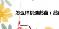 怎么樣挑選鵝苗(鵝苗哪家好)