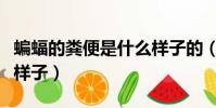 蝙蝠的糞便是什么樣子的(蝙蝠拉的屎是什么樣子)