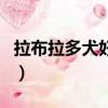 拉布拉多犬好養嗎好養嗎（拉布拉多犬好養嗎）