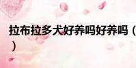 拉布拉多犬好養嗎好養嗎(拉布拉多犬好養嗎)