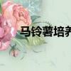 馬鈴薯培養基的制備（培養基的制備）
