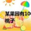 某果園有100棵桃樹,一棵桃樹平均結1000個桃子