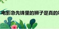 電影急先鋒里的獅子是真的嗎(電影急先鋒)