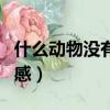 什么動物沒有方向感暖暖（什么動物沒有方向感）