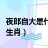 夜郎自大是什么生肖打一肖（夜郎自大是什么生肖）