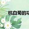 杭白菊的功效與作用（杭白菊的功效）