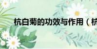 杭白菊的功效與作用(杭白菊的功效)