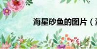 海星砂魚的圖片(海星砂)