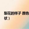 梨花的樣子 顏色 氣味 形狀結果（梨花的樣子 顏色 氣味 形狀）