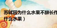 蘇軾因為什么水果不辭長作領南人(蘇軾因為什么水果)